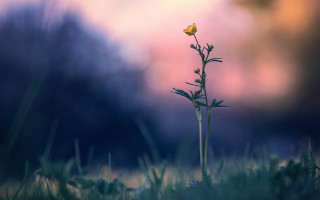 Flower field sunset blurry nature - sky in the background free wallpaper