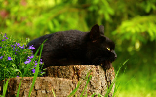 Black cat garden flower bokeh - a black cat free wallpaper
