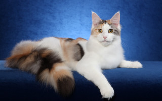 Regal blue cat shiba inu - cat free wallpaper