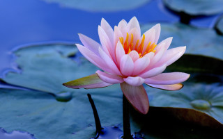 Pink flower blooming water lilies 2 - the water surface free wallpaper
