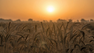 Wheat field sunset orange sky - heavy grain free wallpaper