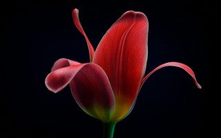 Red flower black background macro - a single flower free wallpaper