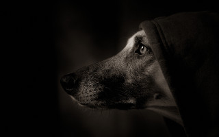 Dog hood looking off dark - a hood free wallpaper
