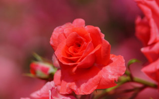 Red rose garden pink blurry - the background and a blurry background free wallpaper