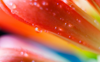 Flower water droplets rainbow background - water droplet free wallpaper