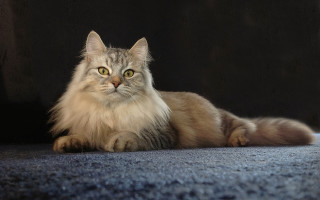Fluffy cat regal sumatraism marble - sumatraism free wallpaper