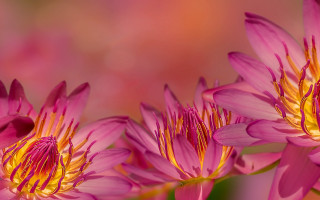 Pink flower butterfly macro depth - a close up of a bunch free wallpaper