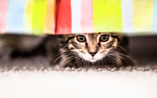 Cat hiding umbrella room blurry - the floor of a room free wallpaper