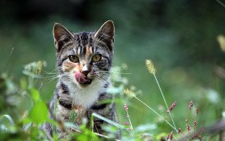 Cat tongue out grass dandelion - its tongue free wallpaper