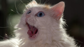 White cat blue eyes open - its mouth open free wallpaper