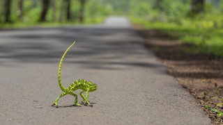 Green lizard road long tail - a long tail free wallpaper for desktop