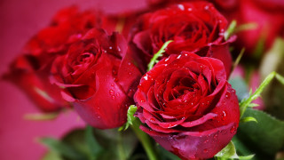 Red roses water droplets bokeh - red rose free wallpaper