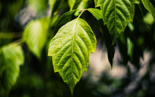Green leaf sunlight macro nature - sunlight free wallpaper