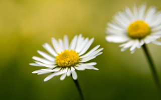 Three daisies green field blurry - yellow center free wallpaper