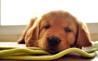 Dog towel floor bright window - melting free wallpaper