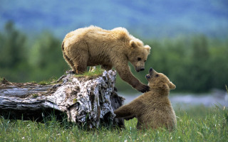Bear cub playing log grass 2 - in a field of grass and trees free wallpaper