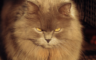 Cat yellow eyes serious chair - tachisme free wallpaper
