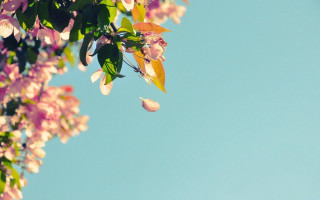 Pink flower green leaves summer - summer free wallpaper for desktop