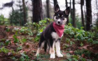 Dog red bandana woods nature - renaissance free wallpaper