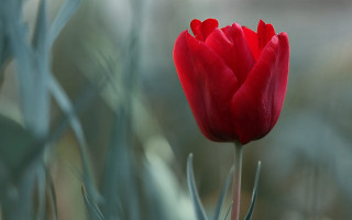 Red flower blurry background macro 3 - a red flower free wallpaper