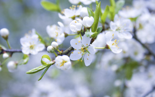 Branch white flowers green leaves - a branch of a tree free wallpaper