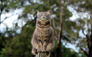 Cat wooden post forest bokeh - a statue free wallpaper