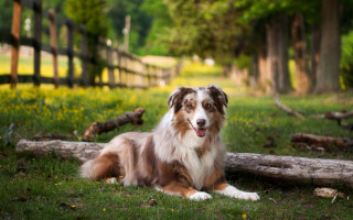 Dog log field flowers fence - elke vogelsang free wallpaper
