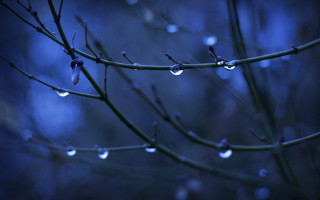 Tree branch water drops night - the dark night time free wallpaper