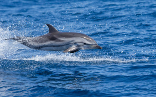 Dolphin jumping water rayonism wildlife - a dolphin free wallpaper