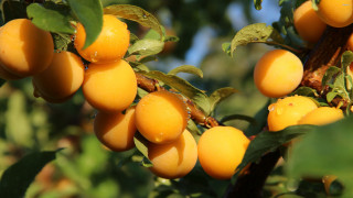 Fruit tree branch sun water - free nature wallpaper
