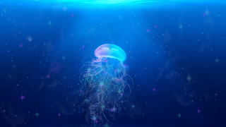 Jellyfish stars bioluminescence aurora moonlight - bioluminescence free wallpaper