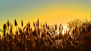 Sunset tower autumn leaves fireworks - the sun free wallpaper
