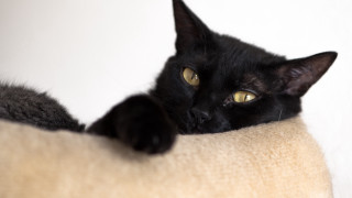 Black cat bed yellow eyes - a black cat free wallpaper
