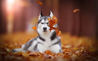 Husky leaves autumn blurry fire - a husky dog free wallpaper