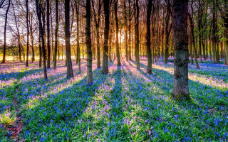 Bluebells sunlit forest nature garden - forest free wallpaper