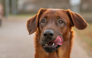 Shiba inu long tongue on - a long tongue free wallpaper
