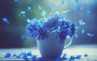 Blue flower butterfly beetle bird - a window sill free wallpaper