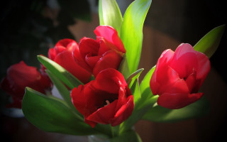 Red flowers vase stilllife shallow - a planter free wallpaper