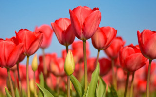 Red tulips blue sky green - red tulip free wallpaper