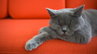 Gray cat sleeping orange couch - the arm of the couch free wallpaper
