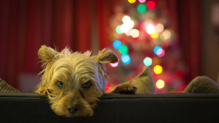 Dog over couch christmas tree - the couch free wallpaper