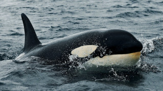 Black whale water moon night - its mouth open free wallpaper