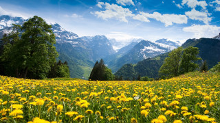 Yellow flower field mountains blue - naturalism free wallpaper