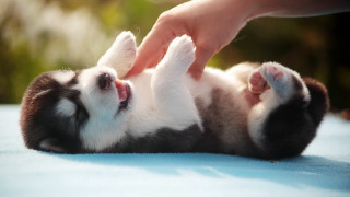 Petting shiba inu blurry furry 2 - its paw free wallpaper