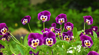 Purple flower garden nature blurry - yellow center free wallpaper