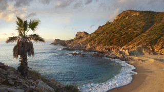 Palm tree rocky beach ocean - a palm tree free wallpaper
