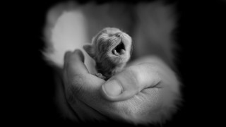 Hands holding dog monochrome black - elke vogelsang free wallpaper