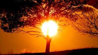 Tree sun clouds autumn leaves - a picture free wallpaper