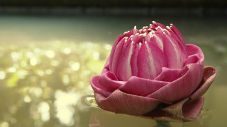 Pink flower blurry pond waterlilies - a blurry background in the background free wallpaper