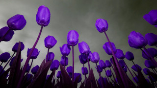Purple flowers cloudy sky macro - a cloudy sky in the background free wallpaper